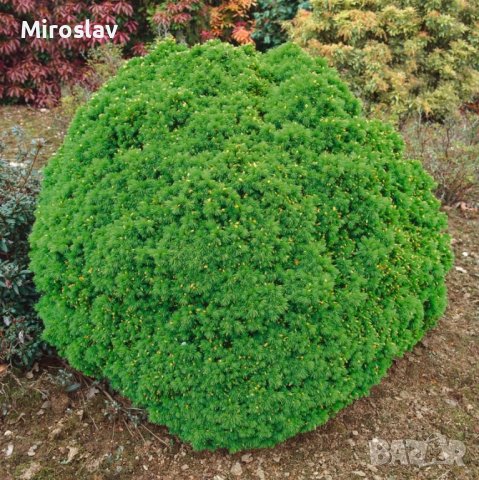 Пицея Алберта Глобе, снимка 5 - Градински цветя и растения - 40418830