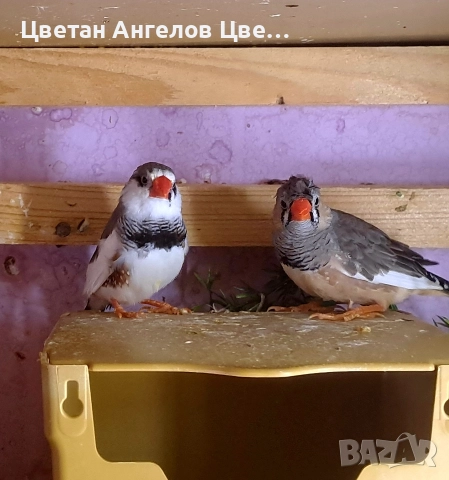 продавам зеброви амадини , снимка 4 - Амадини - 51648061