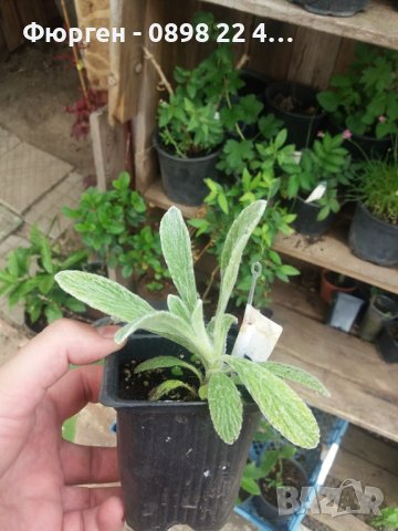 Мурсалски чай  , снимка 4 - Разсади - 40040456