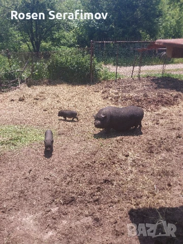 Виетнамски прасенца , снимка 2 - Тор и почвени смеси - 46822619