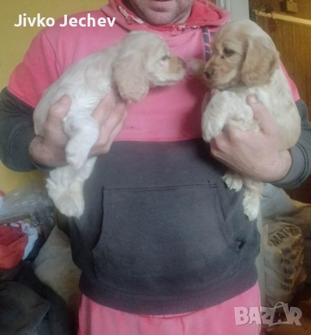 Кокер Шпаньол , снимка 3 - Кокер шпаньол - 53442027