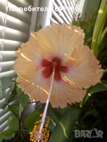 Коледничета,кливия,исусов венец, кротон, сенсевиера,хибискус , снимка 13 - Стайни растения - 42021101