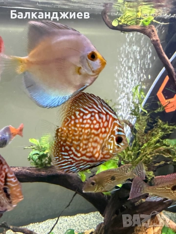 Дискуси 7-8 см , снимка 3 - Рибки - 53712754