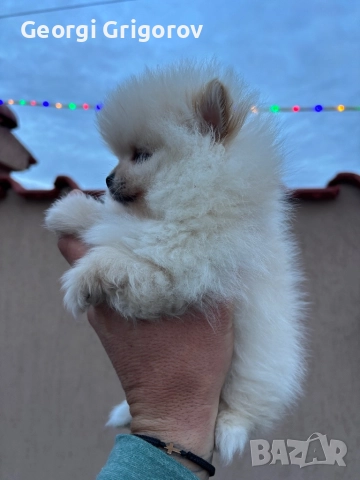 Померан момче, снимка 3 - Померан - 52722866