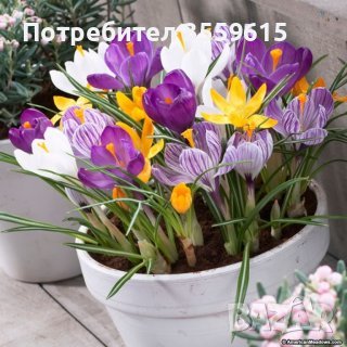 луковици на пъстроцветен минзухар за саксия , снимка 1