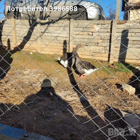 Гъски чифт къдрави гъски, снимка 5 - други­ - 52710322