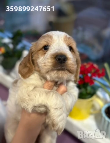 Кокер шпаньол , снимка 1