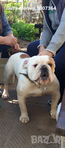 Свободен за разплод мъжки Английски булдог 