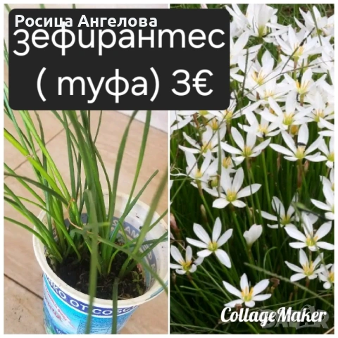 Цветя , снимка 2 - Стайни растения - 53239789