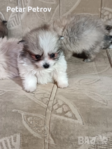 Шпиц мини , снимка 8 - Шпиц - 52812758