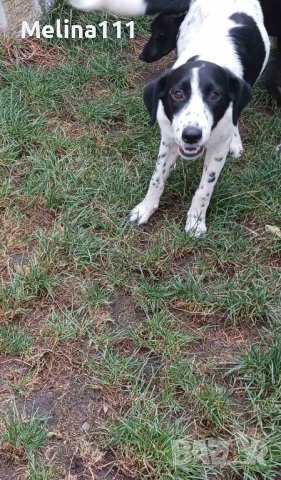 две момичета търсят дом с грижа , снимка 3 - Други - 40806724