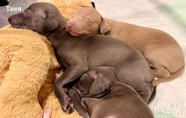 Малки италиански хрътки, снимка 3 - Хрътка - 52676953