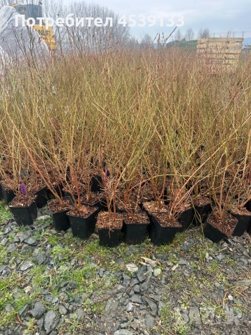 Боровинки сорт ДАРОУ 3 годишни, снимка 3 - Разсади - 53722183