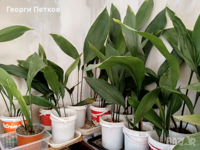 Семейно щастие (Аспидистра) с обща височина 40-50см.