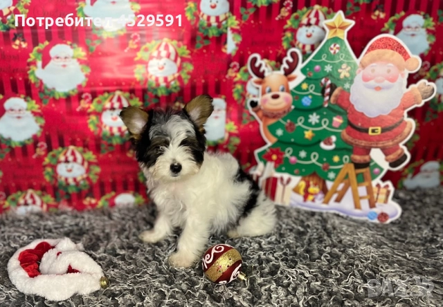 Бивер Бивър йорки йоркширски териер, снимка 7 - Йоркширски териер - 52369659