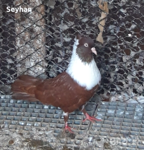 Чирпански гълъби , снимка 4 - Гълъби - 52800004