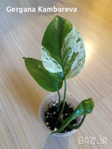 Epipremnum pinnatum Marble , снимка 2 - Стайни растения - 52793630