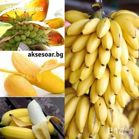 Нови 50 бр. Семена от Бонсай бананово дърво екзотични редки плодове палма за декорация на градината , снимка 2 - Сортови семена и луковици - 53428692