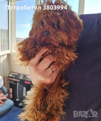 Червен тйи къп / той пудел момиченце на 7 месеца. , снимка 8 - Пудели - 52935122