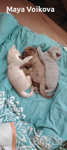 Прекрасни британчета, снимка 8 - Британска късокосместа - 52978517