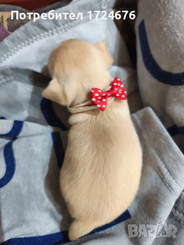 мини чихуахуа, снимка 9 - Чихуахуа - 52731439