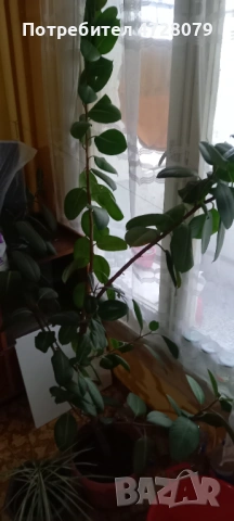 Prodavam fikus dosta goliam