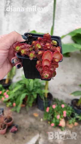 Червен седум Пурпурна Зима, Sedum spirium " Purpur Winter ", снимка 3 - Градински цветя и растения - 46784135