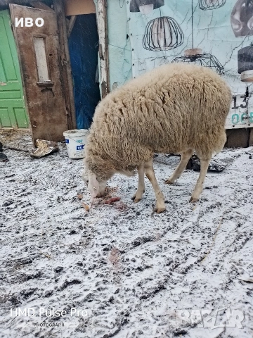 Овен , снимка 3 - Овце - 53306956