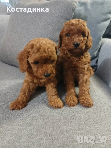 той пудели малки , снимка 2 - Пудели - 53046153