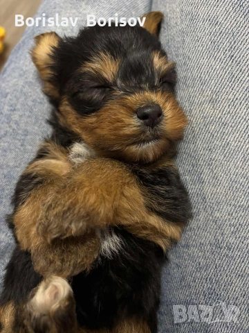 йоркита, снимка 4 - Йоркширски териер - 53393674