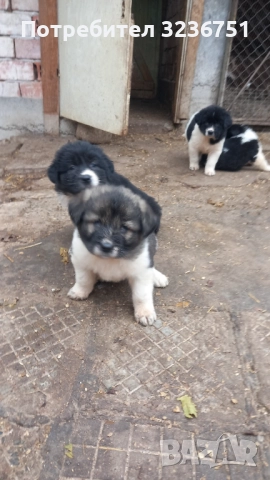 Българско овчарско куче , снимка 9 - Каракачанска овчарка - 52644548