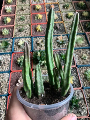 Стапелия / Stapelia leendertziae, снимка 2 - Стайни растения - 49795119