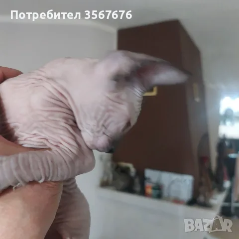 Чистокръвни канадски сфинксове, снимка 9 - Сфинксове - 56105398
