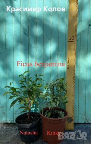 Фикуси различни видове, декоративни растения , снимка 2 - Стайни растения - 47848622