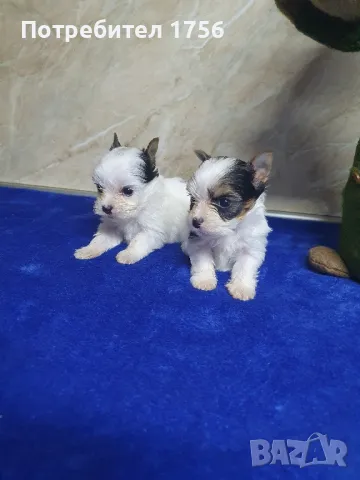 Йоркширски териер, Бивер , снимка 11 - Йоркширски териер - 42851993