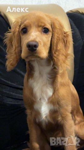 Raya- Cocker spaniel 