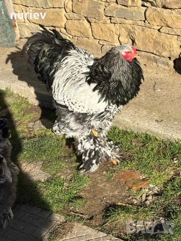 картал брама , снимка 7 - други­ - 52591246