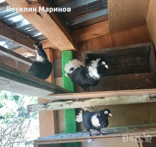 продавам  шуменски  гьлаби  и  американски храна4и, снимка 4 - Гълъби - 50969461