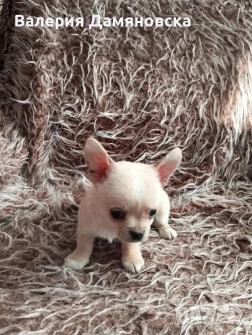 Чихуахуа, снимка 3 - Чихуахуа - 53409879