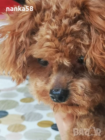 Той пудел за разплод, снимка 4 - Пудели - 51011546