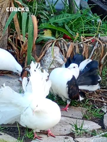 гълъби фенерлия декорация , снимка 10 - Гълъби - 52421214