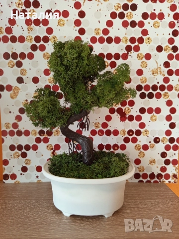 Бонсай Скандинавски мъх