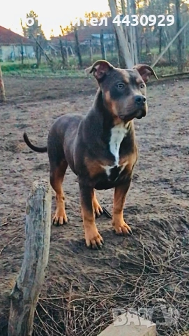 Американско Були XL, снимка 3 - Американски стафордширски териер - 53671438