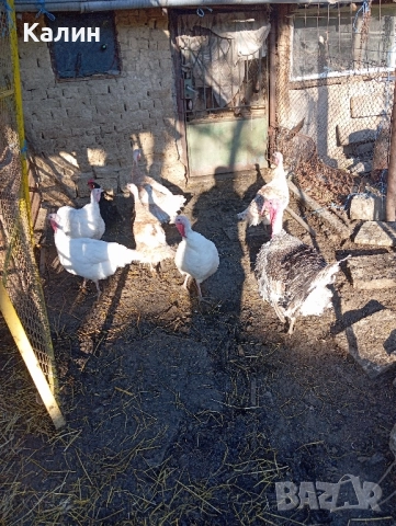 продават се пуйки и пуяци, снимка 6 - Кокошки и пуйки - 52287686