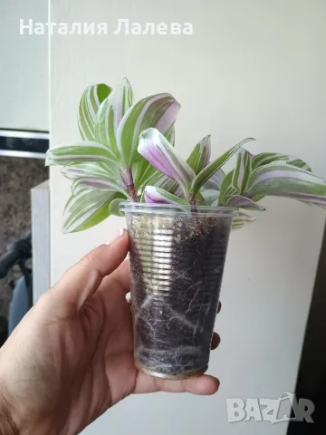 Традесканция, tradescantia albiflora Giant, снимка 3 - Стайни растения - 55231574