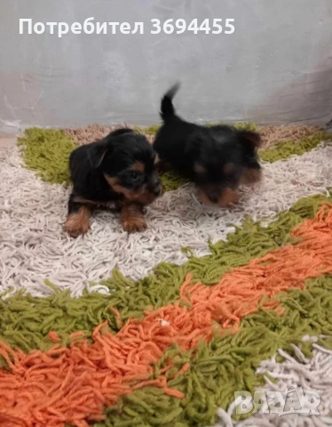 мини йоркширски териер, снимка 3 - Йоркширски териер - 53294159