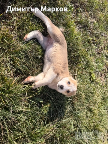 Кученца АЛАБАЙ(САО), снимка 4 - Алабай - 53439801