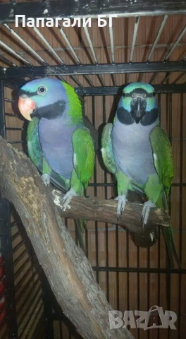 КИТАЙСКИ АЛЕКСАНДЪР , снимка 1