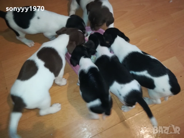 ДЖАК РЪСЕЛ-250ЛВ ЗА КУЧЕНЦЕ 1909250859, снимка 5 - Джак ръсел териер - 51764637