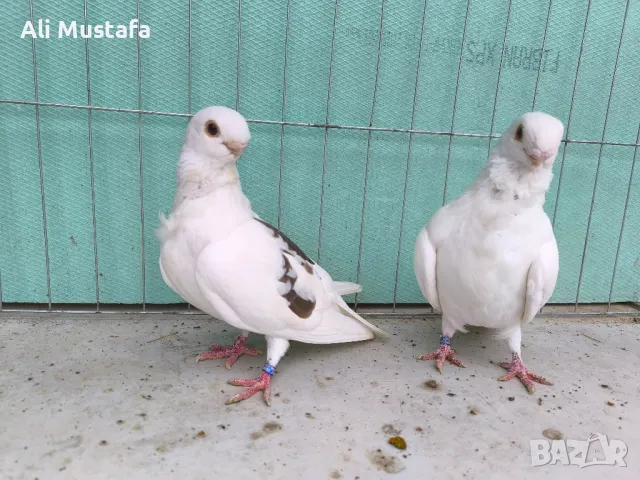 Африканска сова , снимка 15 - Гълъби - 50071282